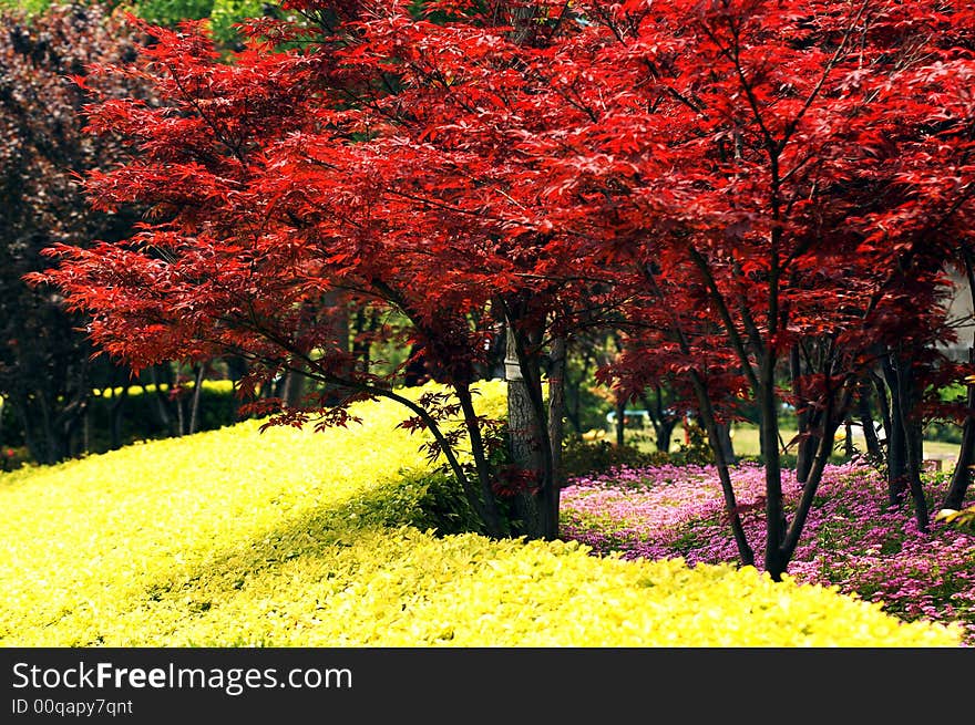 Mapple, red leaves, yellow leaves, pink flowers, colorful spring. Mapple, red leaves, yellow leaves, pink flowers, colorful spring