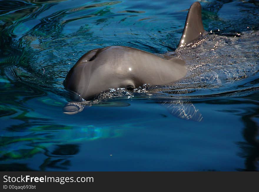 Cute dolphin swimming in a fish tank