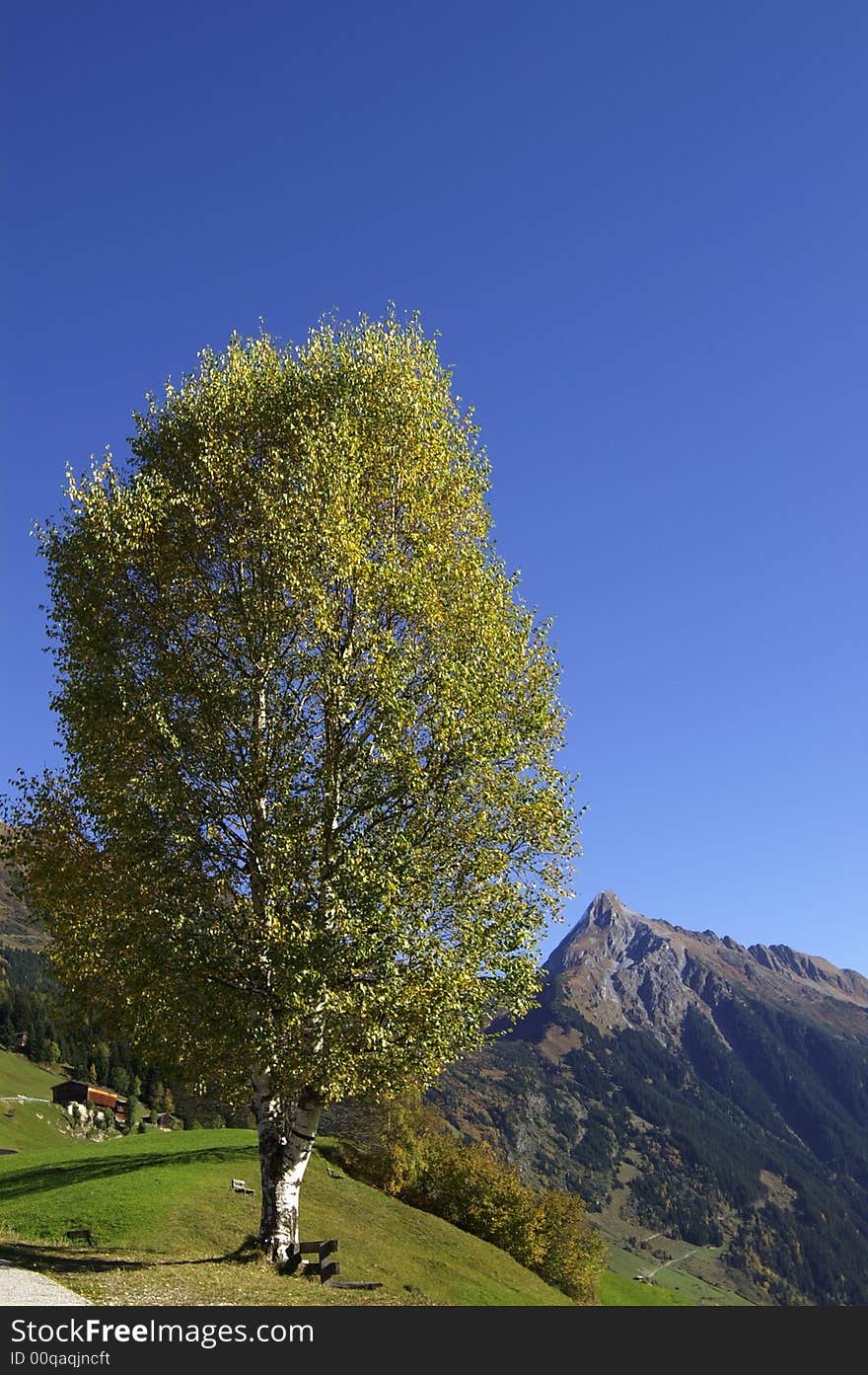 A birchtree with a peak in the background. A birchtree with a peak in the background