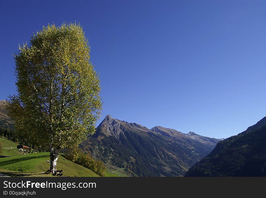 A brichtree standing in between alpine peaks. A brichtree standing in between alpine peaks