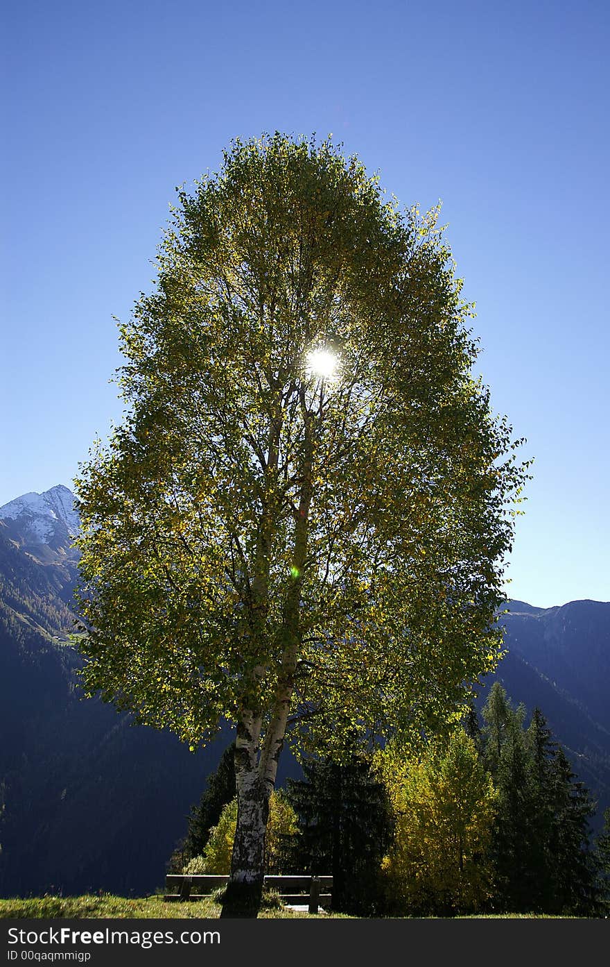 The sun shining through the leaves of a lonely birchtree. The sun shining through the leaves of a lonely birchtree