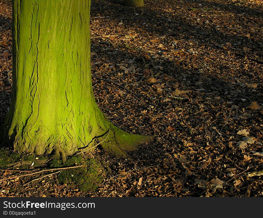 Green Tree Tunk in the winter sun, surronded by fallen leaves. Green Tree Tunk in the winter sun, surronded by fallen leaves