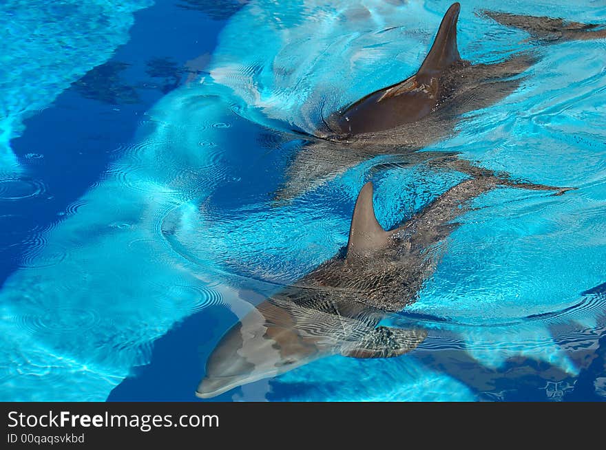 Mother and her baby dolphin. Mother and her baby dolphin