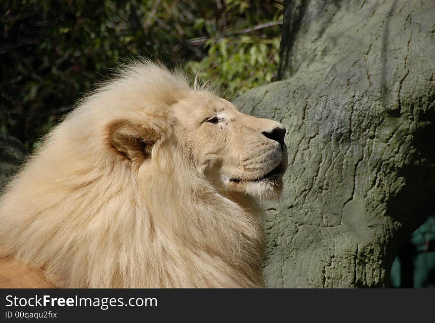 White Lion Head in Las Vegas