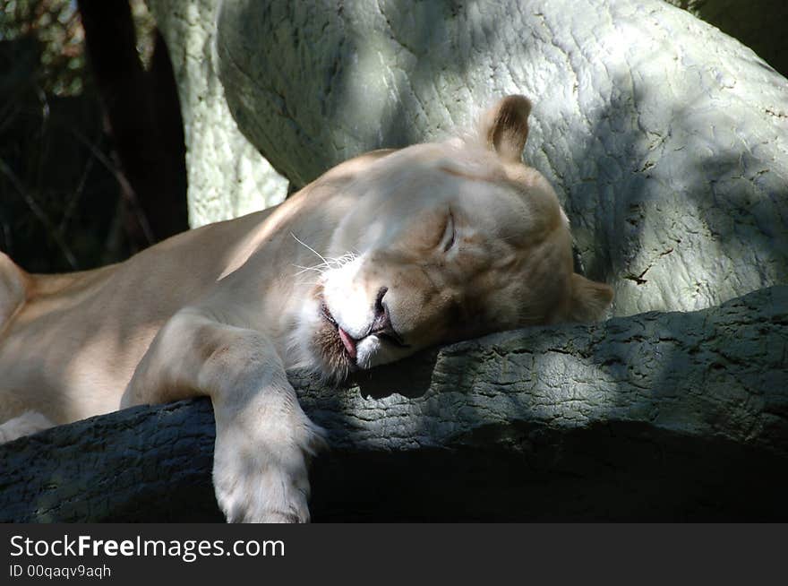 White lion sleeping in the shadows