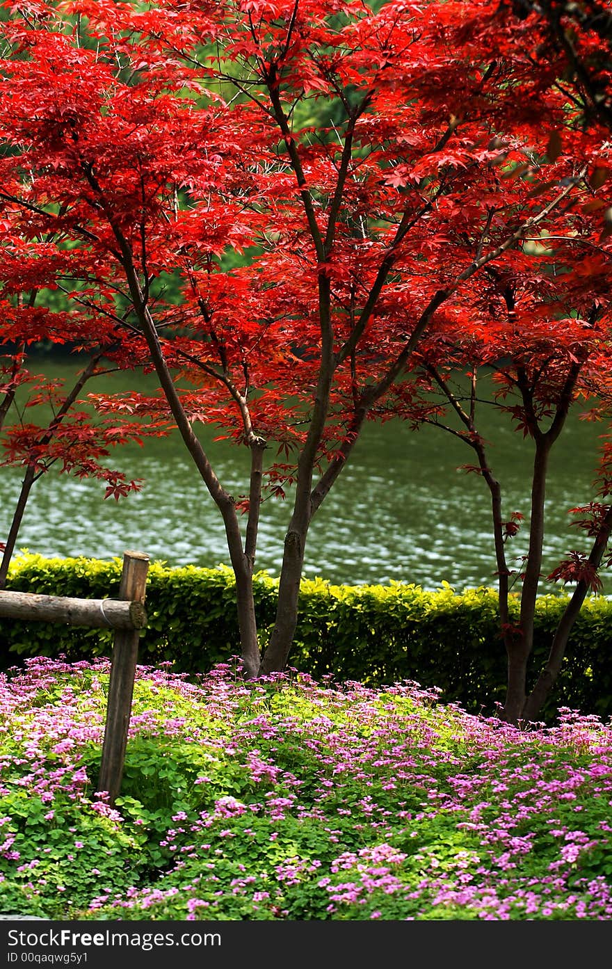 Mapple, red leaves, yellow leaves, pink flowers, colorful spring. Mapple, red leaves, yellow leaves, pink flowers, colorful spring