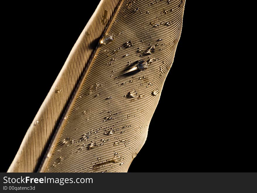 Macro/details of feather covered with small droplets of water. Macro/details of feather covered with small droplets of water.