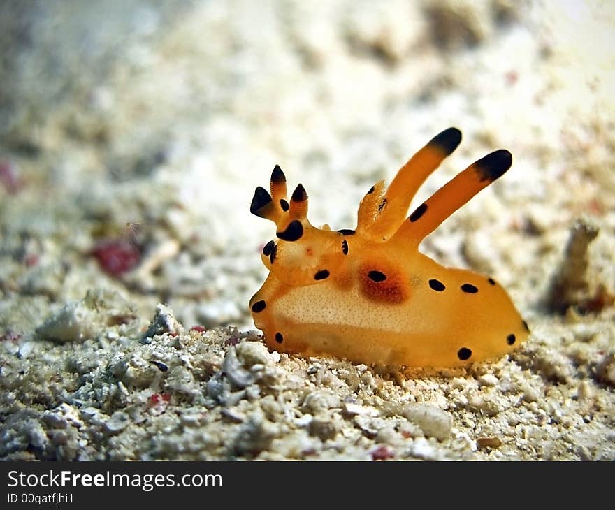 It has a cute common name, the Pikachu by the locals in Mabul Island. It has a cute common name, the Pikachu by the locals in Mabul Island