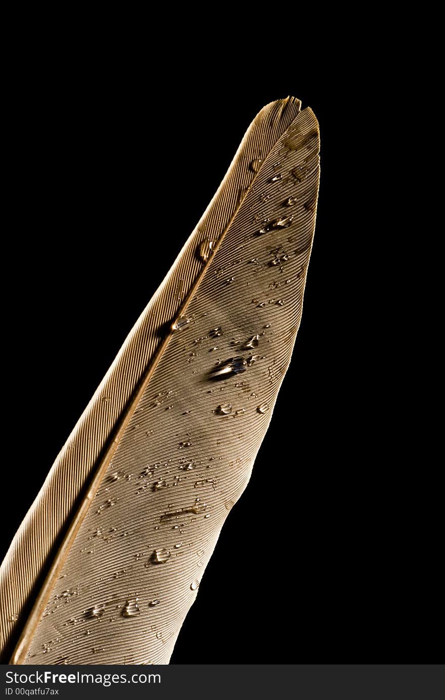 Macro/details of feather covered with small droplets of water. Macro/details of feather covered with small droplets of water.