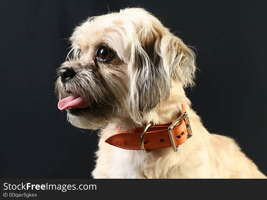 Dog shot in Studio wearing an expensive leather collar. Dog shot in Studio wearing an expensive leather collar