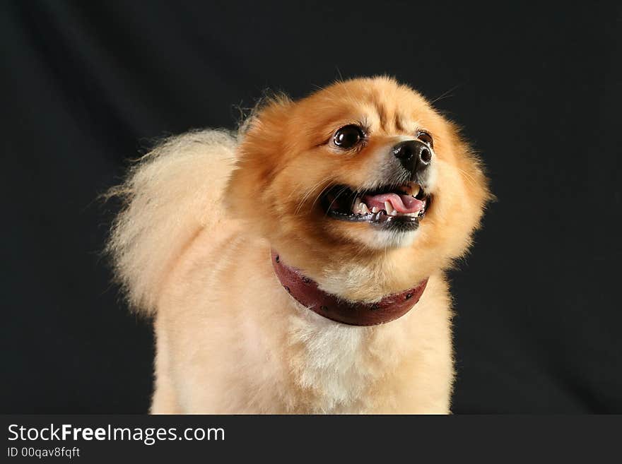 Pomeranian portrait shot at a studio