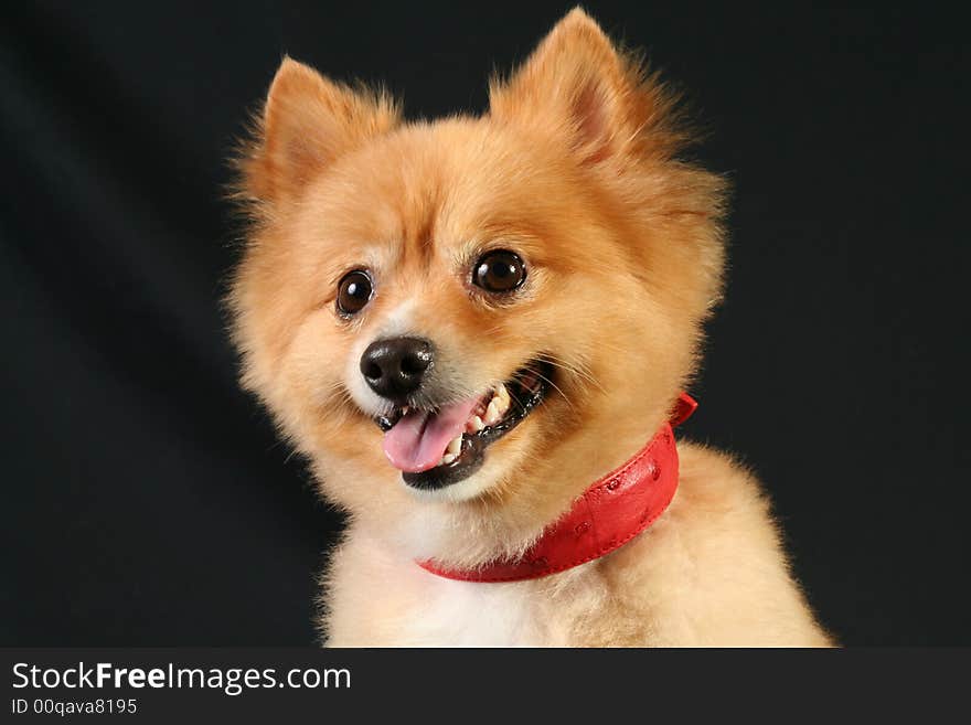 Pomeranian portrait shot at a studio