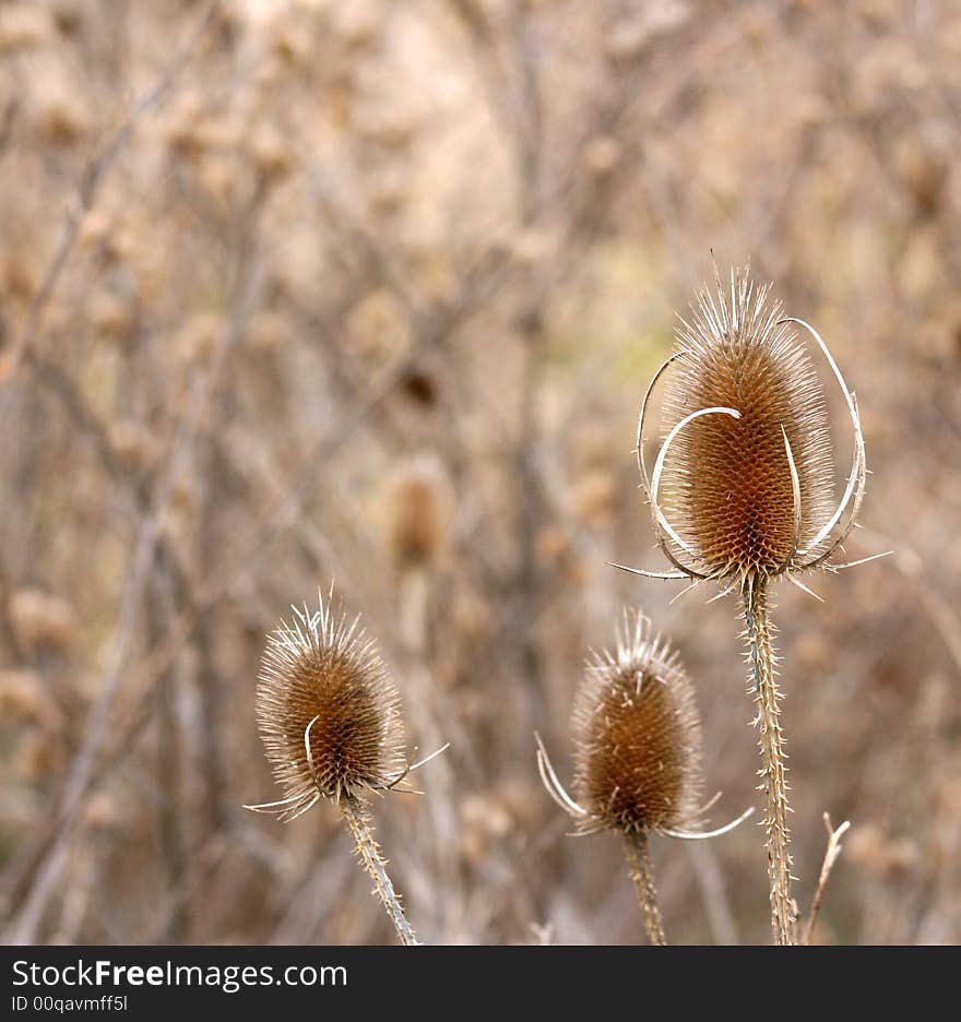 Close up of three thistles in a winter meadow.