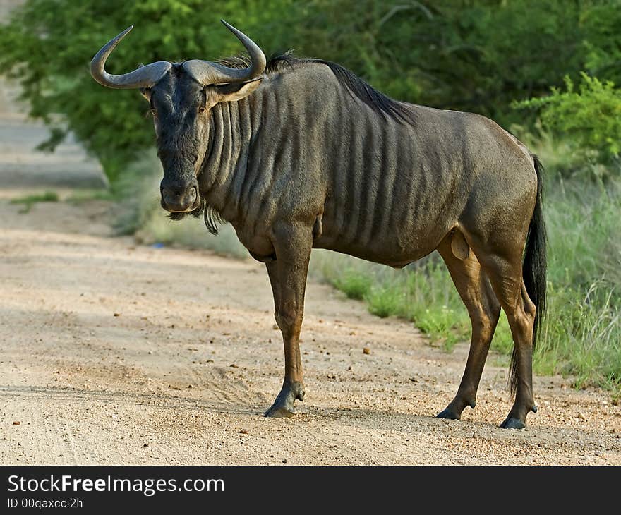 The Blue Wildebeest is a large and Common Herbivore in Africa