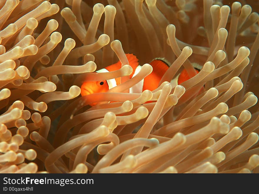 Clown fish darting through the tentacles of an orange sea anemone.