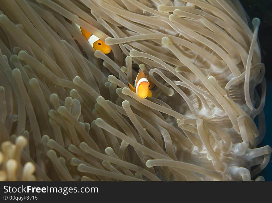 Clown fish darting through the tentacles of an orange sea anemone.