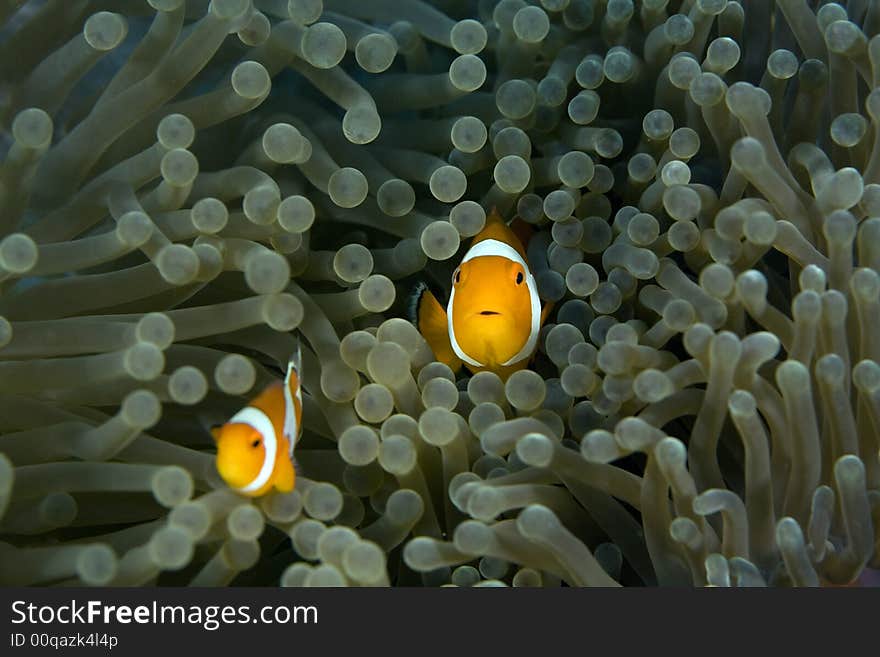 Clown fish darting through the tentacles of an orange sea anemone.