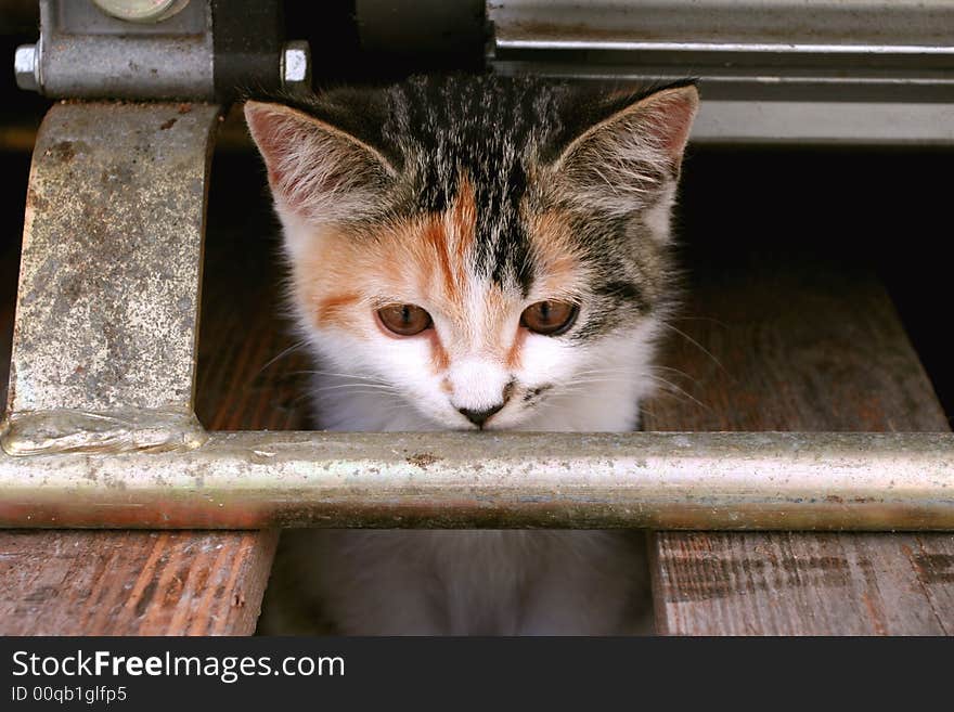 Curious kitten