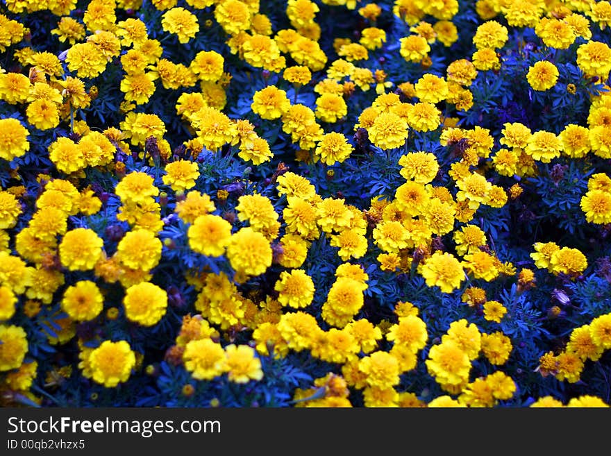 Many brightly golden marigold blossoms against a background of  leaves. Many brightly golden marigold blossoms against a background of  leaves