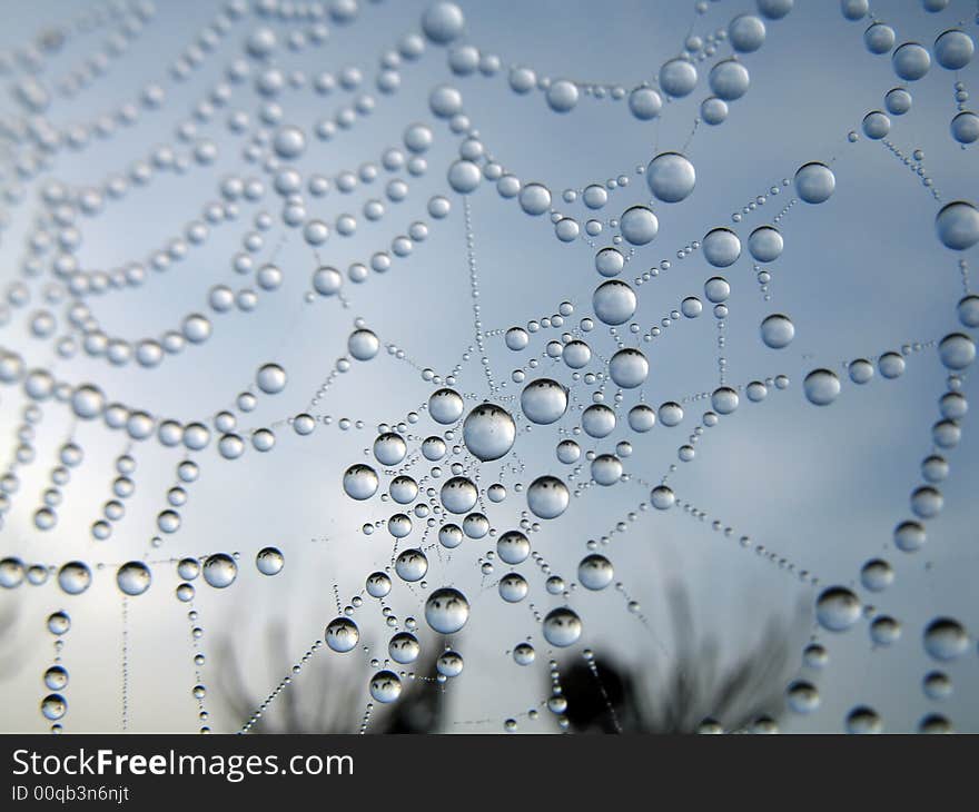 Dew on a web in the early morning. Dew on a web in the early morning