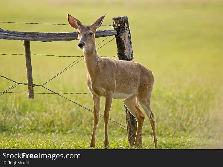 Small Deer