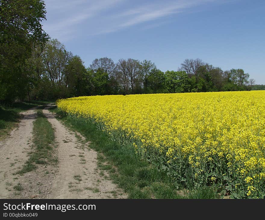 Rape Field By A Road