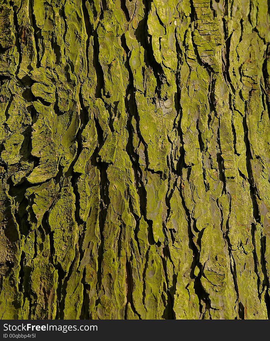 Tree bark and green lichen under a ray of light