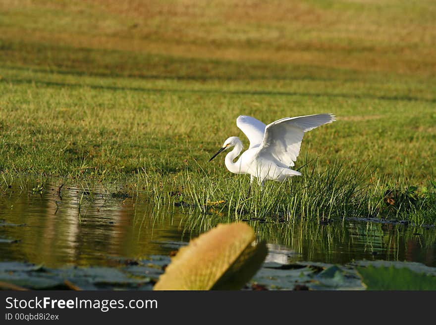 Great Egret