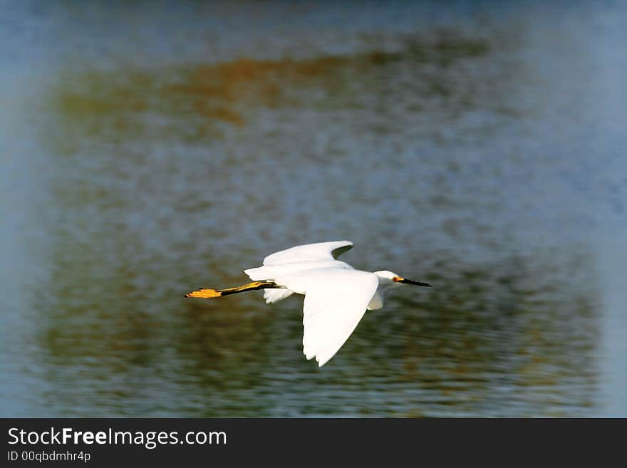 Great Egret in flight