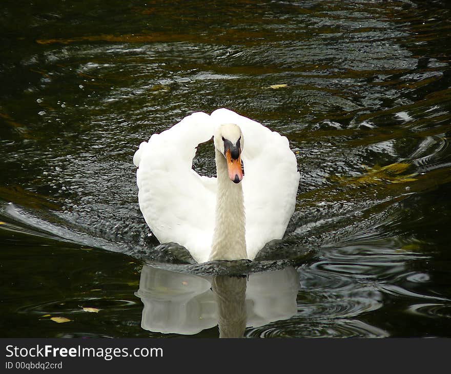 White Swan