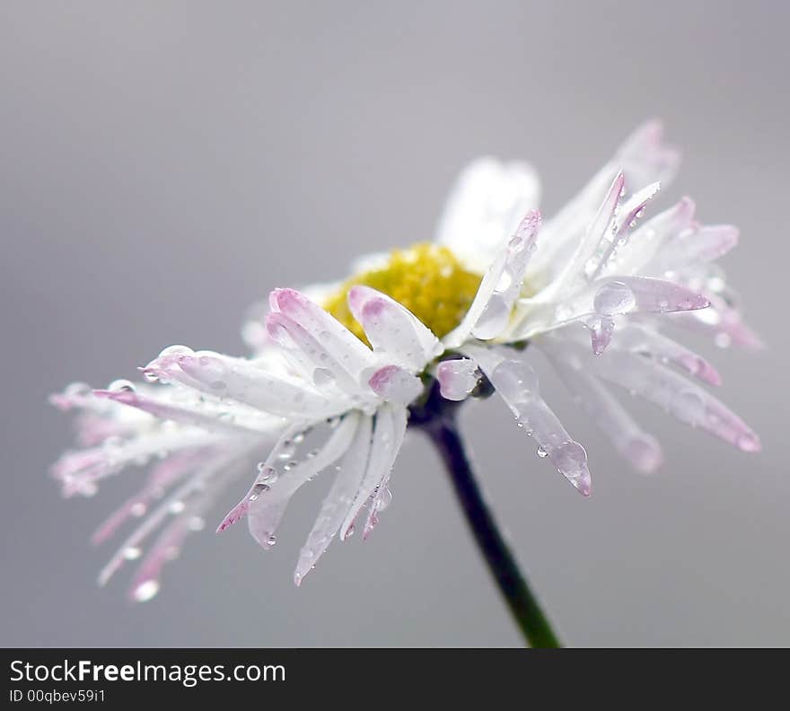 Wet Daisy