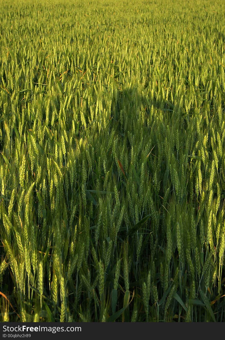 Shadow in wheat field