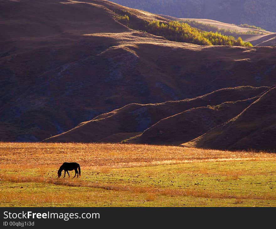 The sunlight of afternoon, a single horse by the mountain side