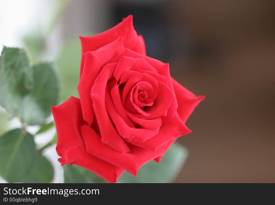 Beautiful red rose with leaves