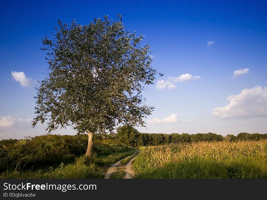 Green field - Landscape green grass, blue sky and white clouds. Green field - Landscape green grass, blue sky and white clouds