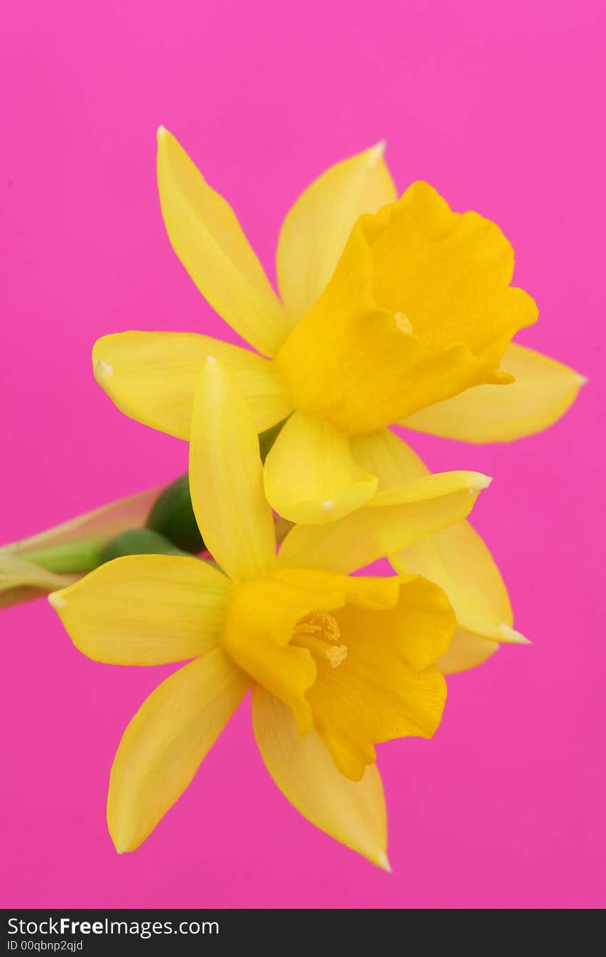 Yellow flower on pink background. Yellow flower on pink background