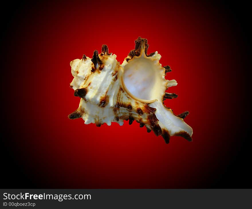 Photo of a sea pearl on a black-red background