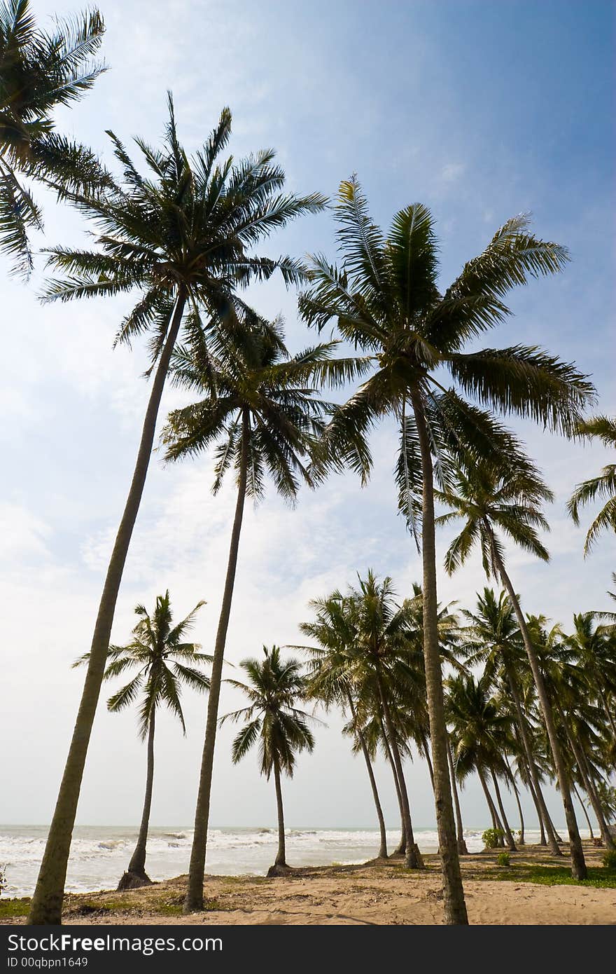 Photo of seaside view with palm trees