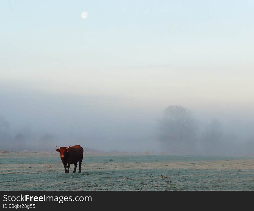 Lonely cow in a foggy and cold brittany winter morning with moon. Lonely cow in a foggy and cold brittany winter morning with moon