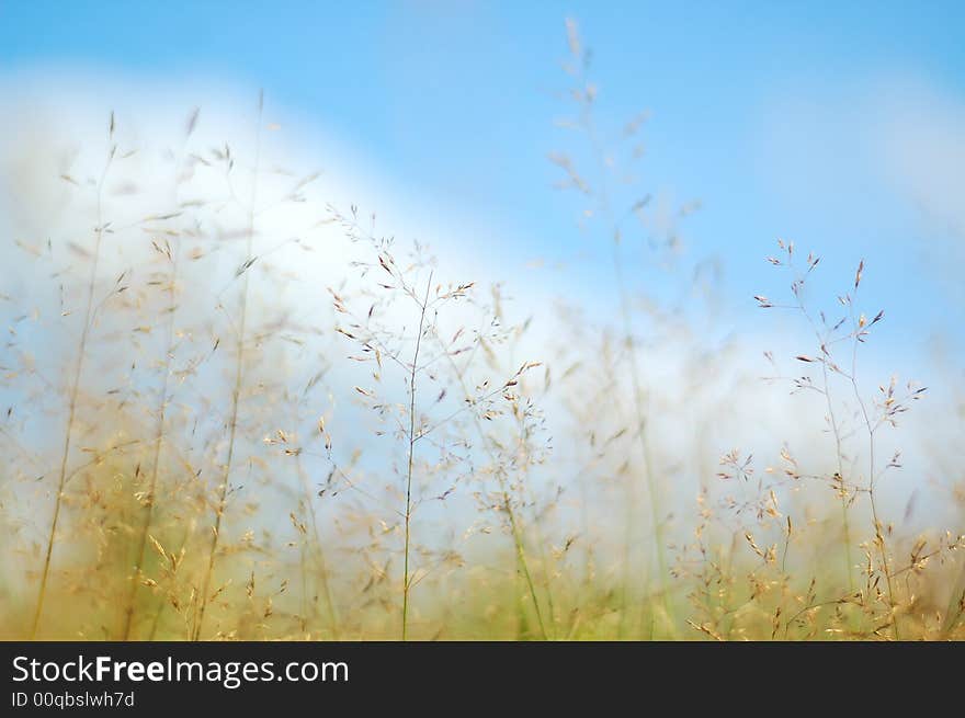 Blue Sky and Yellow Grass