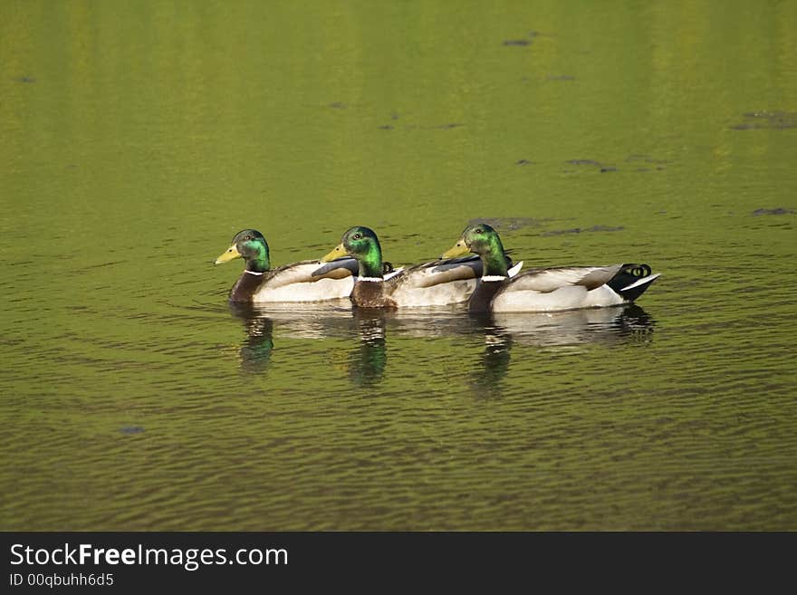 Three ducks swimming in a pond in perfect synchrony. Three ducks swimming in a pond in perfect synchrony