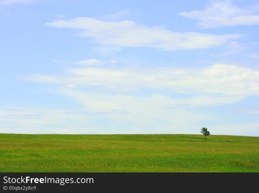 A lone diminutive tree in the middle of a vast meadow. A lone diminutive tree in the middle of a vast meadow