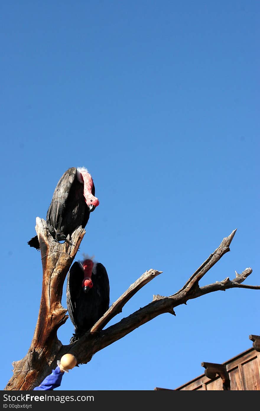 Two vultures sit on a tree branch with a blue sky found on route 66. Two vultures sit on a tree branch with a blue sky found on route 66