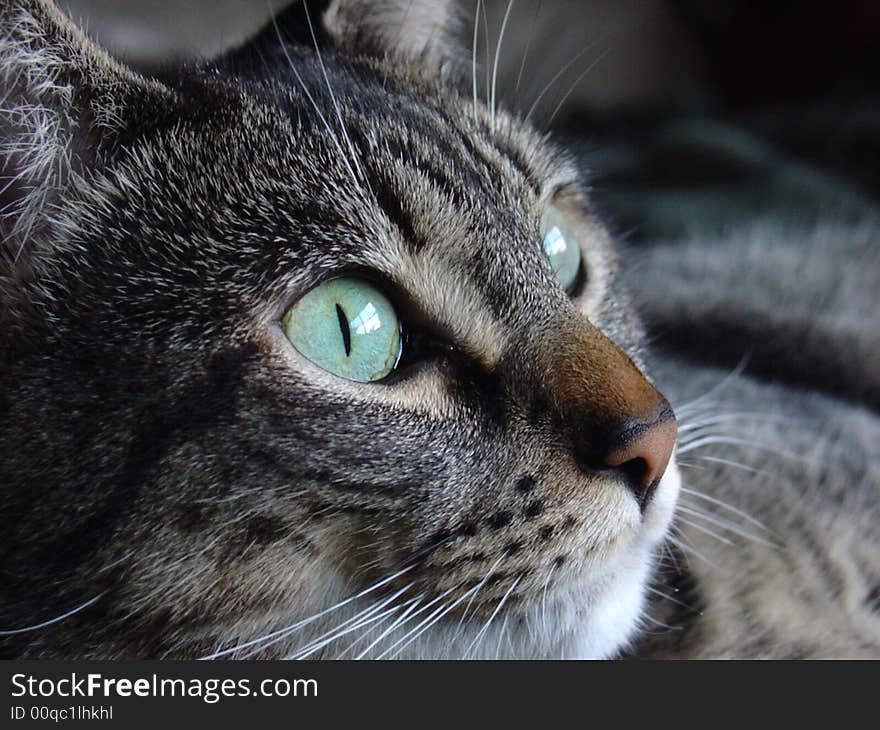 Close up of tabby cat's face. Close up of tabby cat's face