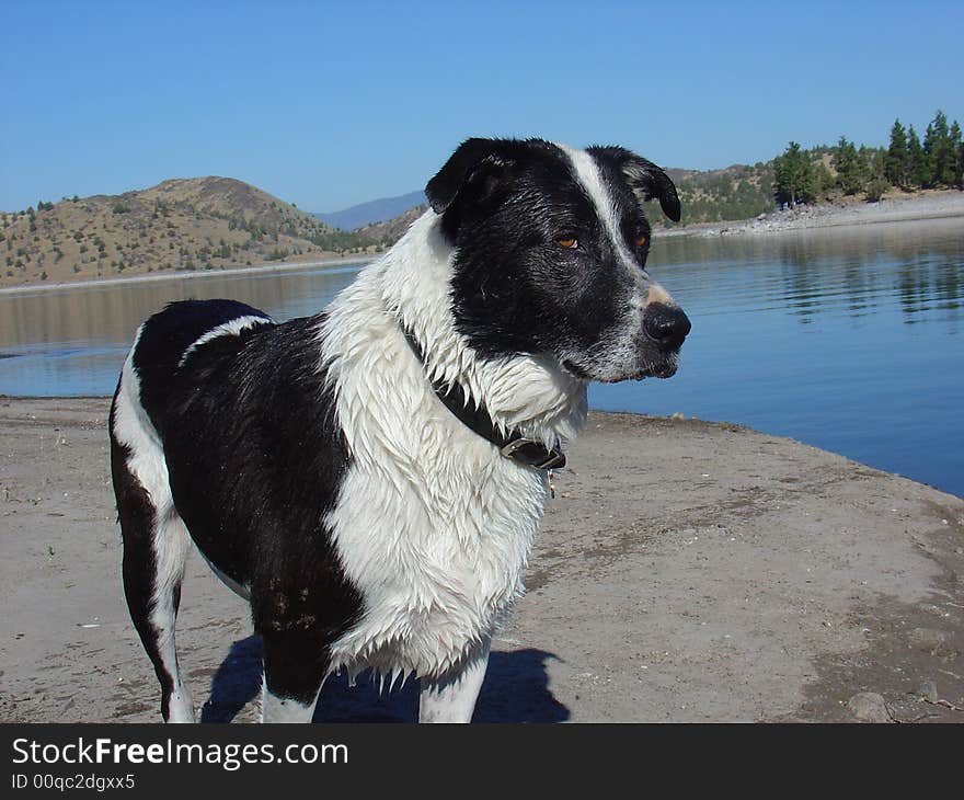 A black and white dog at the lake