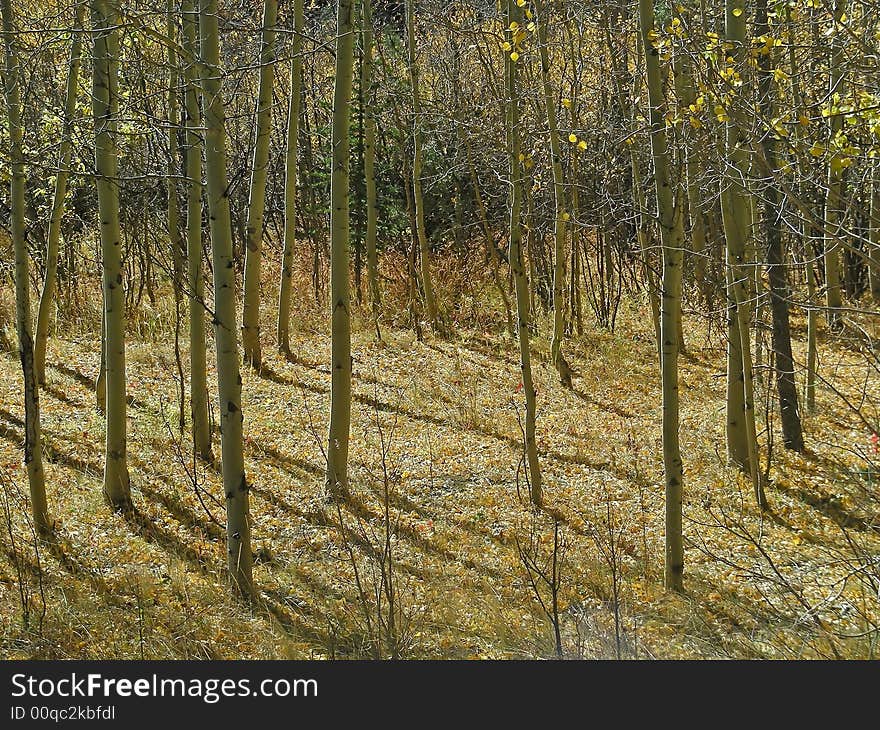 Fall On Pikes Peak