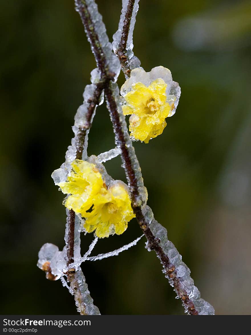 This is natural imagery of ice. This is natural imagery of ice.