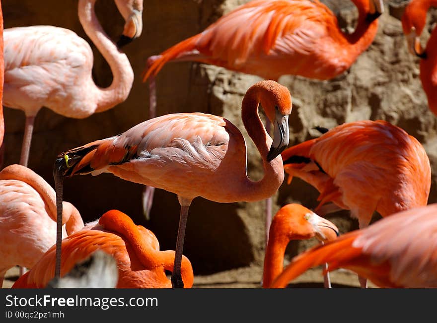 Flamingos