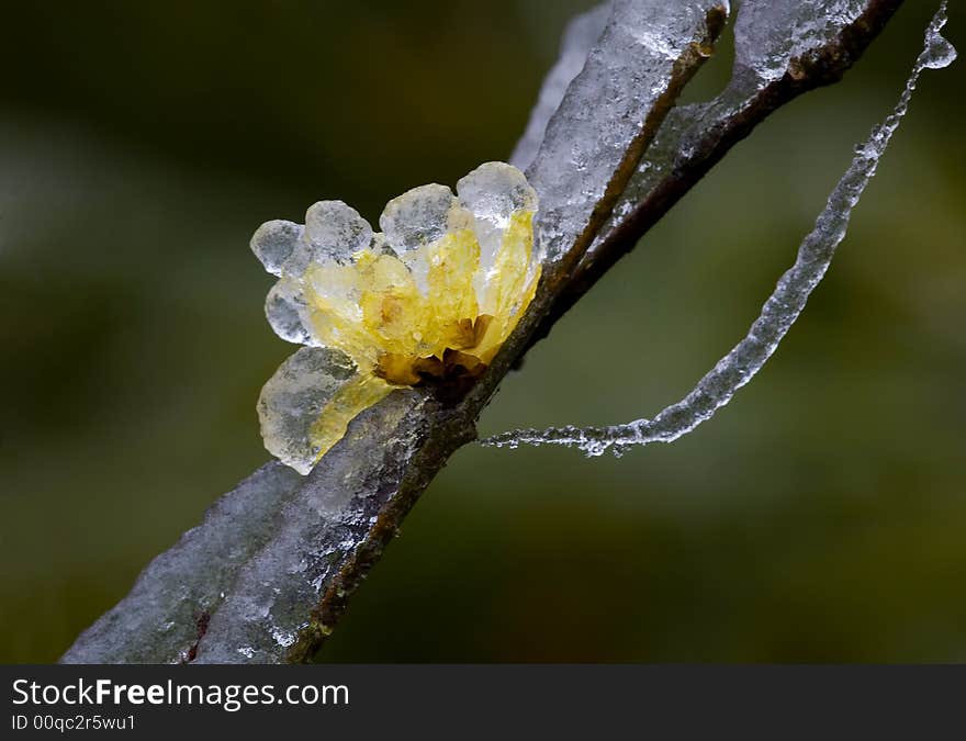 Ice Calyx Canthus