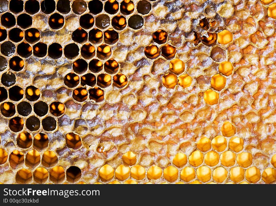 Closeup honeycomb background